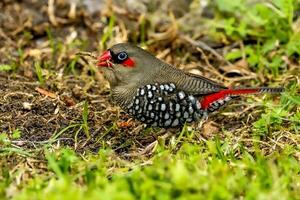 Red-eared Firetail in Australia photo