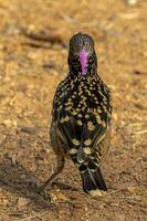 Western Bowerbird in Australia photo