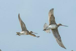 Bar-tailed Godwit in Australasia photo