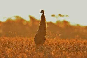 Emu Endemic Bird of Australia photo