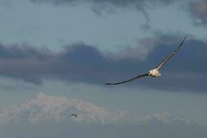 Northern Royal Albatross photo