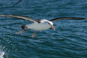 ceja negra albatros en australasia foto