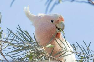 rosado cacatúa en Australia foto