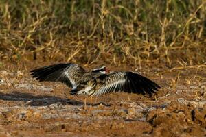 Black-fronted Dotterel in Australasia photo