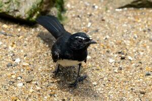 Willy Wagtail in Australia photo