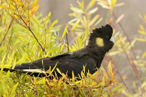 Yellow-tailed Black Cockatoo in Australia photo