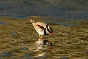 Black-fronted Dotterel in Australasia photo