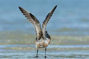 Bar-tailed Godwit in Australasia photo