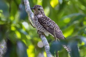 Brush Cuckoo in Australia photo