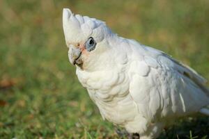 pequeño corella en Australia foto