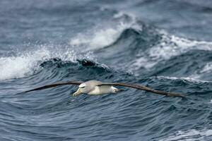 Salvin's Mollymawk Albatross photo