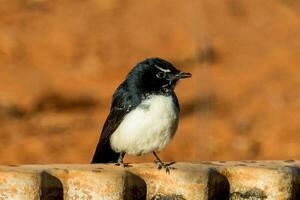 Willy Wagtail in Australia photo