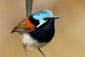 Red-winged Fairywren in Australia photo