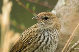 North Island Fernbird of New Zealand photo