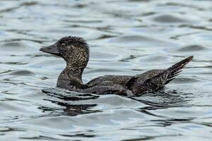 Musk Duck Endemic to Australia photo