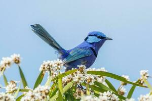 Splendid Fairywren in Australia photo