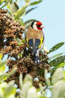European Goldfinch Bird photo