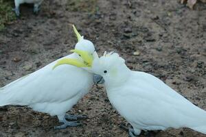 Sulphur-crested Cockatoo in Australia photo