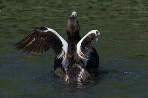 común eider en Inglaterra foto