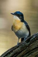 Restless Flycatcher in Australia photo