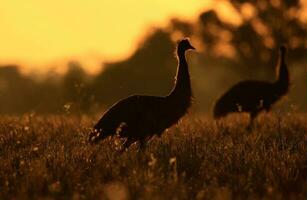 emú endémico pájaro de Australia foto