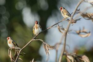 European Goldfinch Bird photo