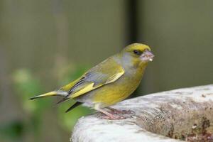 European Greenfinch Bird photo