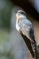 Fan-tailed Cuckoo in Australia photo