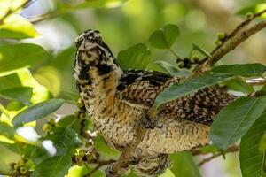 Pacific Koel in Australia photo