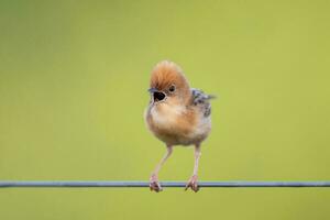 Golden-headed Cisticola in Australia photo