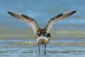 Bar-tailed Godwit in Australasia photo