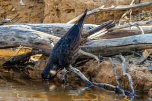 Carnaby's Black Cockatoo in Australia photo