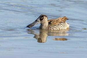 Pink-eared Duck in Australia photo