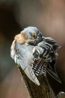 Fan-tailed Cuckoo in Australia photo