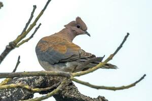 Laughing Turtle Dove photo
