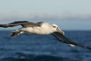 de capa blanca mollymawk albatros foto