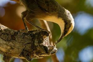 Grey-crowned Babbler in Australia photo