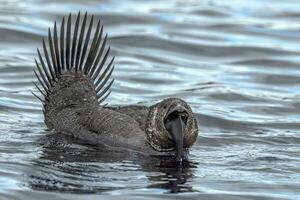 Musk Duck Endemic to Australia photo