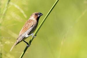 Nutmeg Mannikin or Scaly-breasted Munia photo