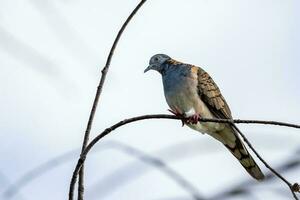 Bar-shouldered Dove in Australia photo