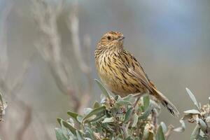 Striated Fieldwren in Australia photo