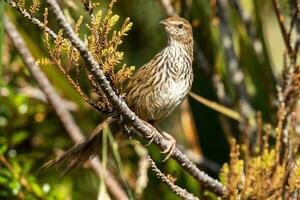 North Island Fernbird of New Zealand photo