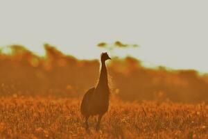 emú endémico pájaro de Australia foto