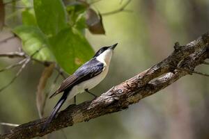 Restless Flycatcher in Australia photo