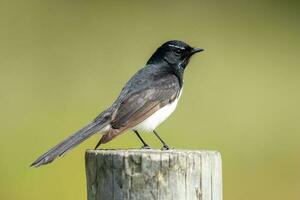 Willy Wagtail in Australia photo