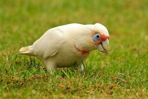 Long-billed Corella in Australia photo