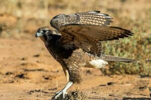 Brown Falcon in Australia photo