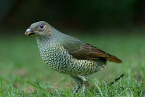 Satin Bowerbird in Australia photo