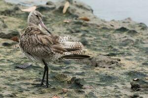 Bar-tailed Godwit in Australasia photo