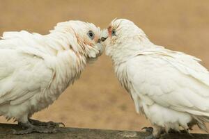 Little Corella in Australia photo